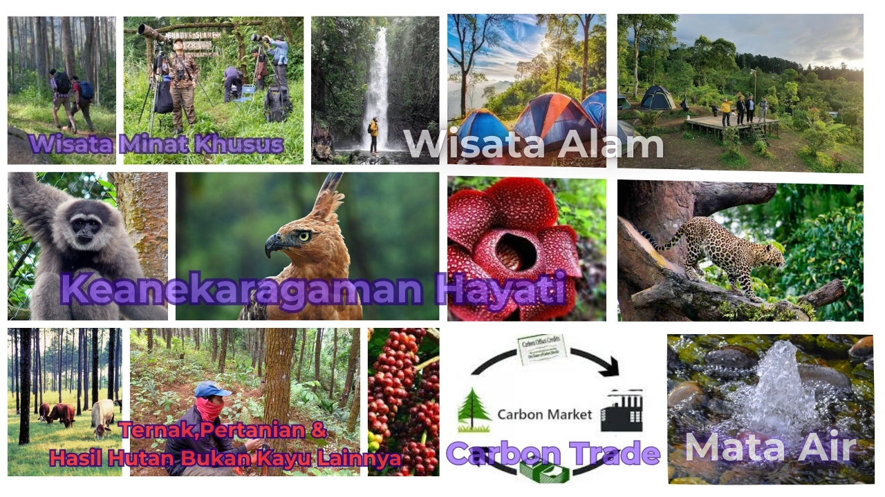 Potensi Hutan Desa Karangsalam Lor yang dikelola Perhutanan Sosial Wana Lestari