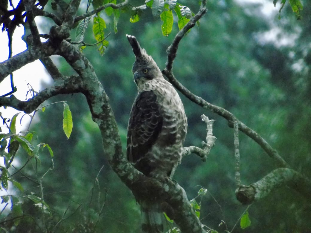 Potensi Bird Watching di Gunung Slamet